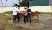 UB MTTQ huyện trao bò sinh sản cho hộ nghèo năm 2018