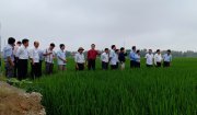 Thứ trưởng Bộ nông nghiệp và phát triển nông thôn Lê Quốc Doanh thăm, kiểm tra tình hình sản xuất nông nghiệp ở huyện Nông Cống