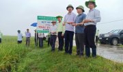 Đồng chí Lê Đức Giang – Giám đốc Sở Nông nghiệp và Phát triển nông thôn kiểm tra tình hình sản xuất huyện Nông Cống