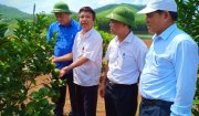 Đồng chí Nguyễn Quốc Tiến, Bí thư Huyện ủy, Chủ tịch HĐND huyện thăm một số mô hình cải tạo vườn tạp trên địa bàn huyện