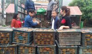 Hội nông dân huyện Nông Cống chung tay giải cứu nông sản Hà Giang