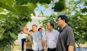 Đồng chí Nguyễn Quốc Tiến, Tỉnh ủy viên, Bí thư Huyện ủy, Chủ tịch HĐND huyện thăm mô hình trồng  nho Hạ Đen xã Tế Lợi