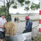 Thị trấn Nông Cống huy động lực lượng giúp dân thu hoạch lúa mùa